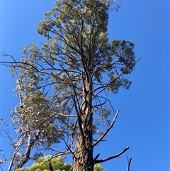 Callitris endlicheri (Black Cypress Pine) at Crowther, NSW - Yesterday by Frecko
