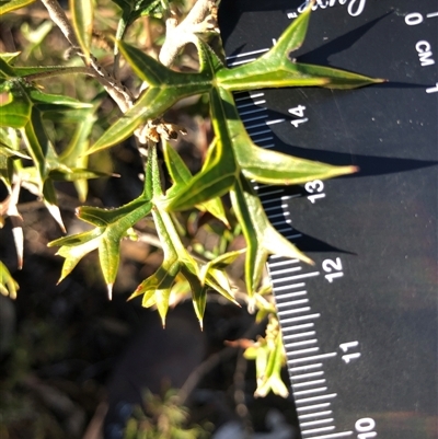 Grevillea ramosissima subsp. ramosissima (Fan Grevillea) at Crowther, NSW - 6 Jul 2025 by Frecko