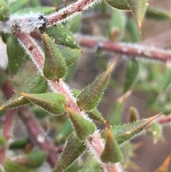 Unverified Other Shrub at Crowther, NSW - 6 Jul 2025 by Frecko