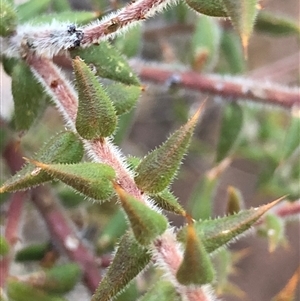 Unverified Other Shrub at Crowther, NSW - Today by Frecko