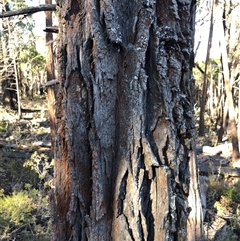 Callitris endlicheri (Black Cypress Pine) at Crowther, NSW - Yesterday by Frecko