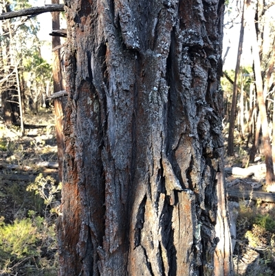 Callitris endlicheri (Black Cypress Pine) at Crowther, NSW - Yesterday by Frecko