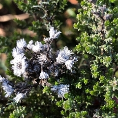 Chrysocephalum semipapposum (Clustered Everlasting) at Crowther, NSW - Yesterday by Frecko