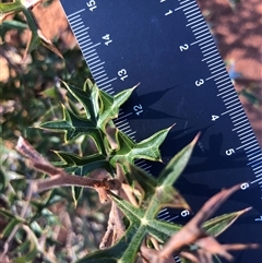 Grevillea ramosissima subsp. ramosissima (Fan Grevillea) at Crowther, NSW - 6 Jul 2025 by Frecko