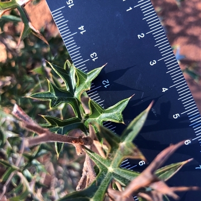 Grevillea ramosissima subsp. ramosissima (Fan Grevillea) at Crowther, NSW - 6 Jul 2025 by Frecko