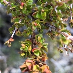 Pseudanthus divaricatissimus at Crowther, NSW - 6 Jul 2025 by Frecko