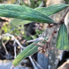 Persoonia sericea at Crowther, NSW - 6 Jul 2025 by Frecko