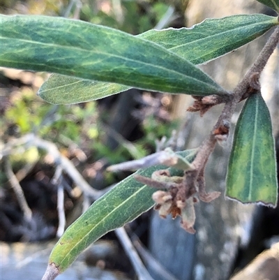 Persoonia sericea at Crowther, NSW - 6 Jul 2025 by Frecko