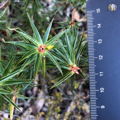 Melichrus erubescens (Ruby Urn Heath) at Crowther, NSW - Yesterday by Frecko