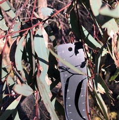 Eucalyptus dives at Crowther, NSW - 6 Jul 2025 by Frecko
