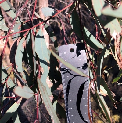 Eucalyptus dives at Crowther, NSW - 6 Jul 2025 by Frecko