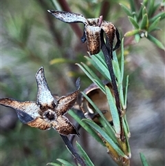 Unverified Plant at Crowther, NSW - 6 Jul 2025 by Frecko