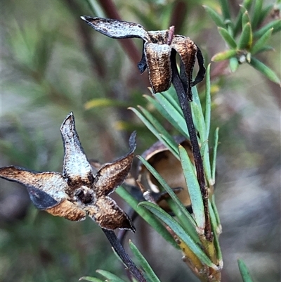 Unverified Plant at Crowther, NSW - 6 Jul 2025 by Frecko