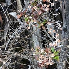 Pomax umbellata (A Pomax) at Crowther, NSW - Yesterday by Frecko