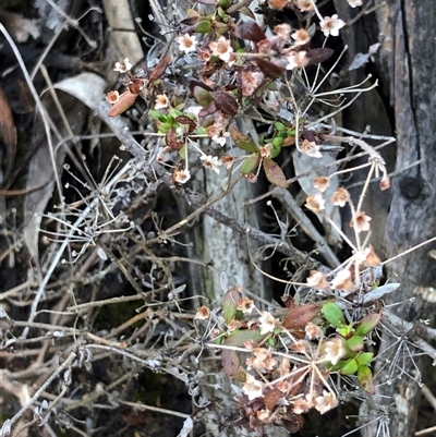 Pomax umbellata (A Pomax) at Crowther, NSW - Yesterday by Frecko