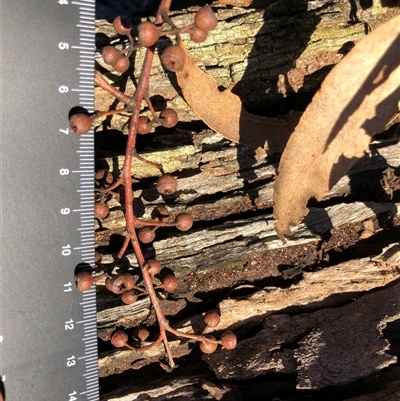 Eucalyptus blakelyi at Crowther, NSW - 6 Jul 2025 by Frecko