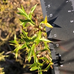 Grevillea ramosissima subsp. ramosissima (Fan Grevillea) at Crowther, NSW - 6 Jul 2025 by Frecko