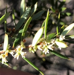 Monotoca scoparia (Broom Heath) at Crowther, NSW - Yesterday by Frecko