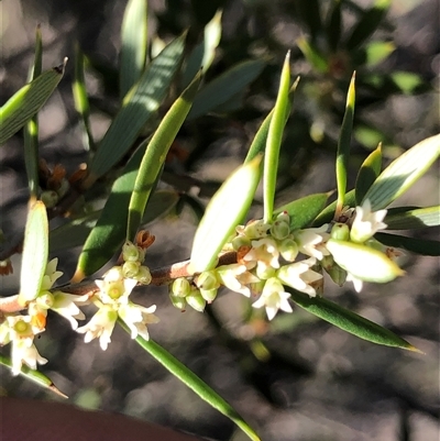 Monotoca scoparia (Broom Heath) at Crowther, NSW - Yesterday by Frecko
