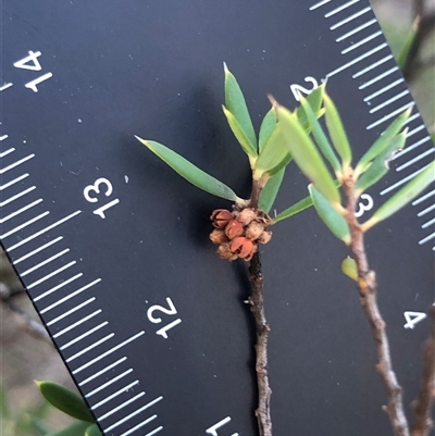 Unverified Plant at Crowther, NSW - 6 Jul 2025 by Frecko