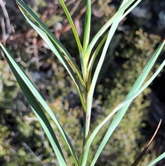 Stypandra glauca (Nodding Blue Lily) at Crowther, NSW - Yesterday by Frecko