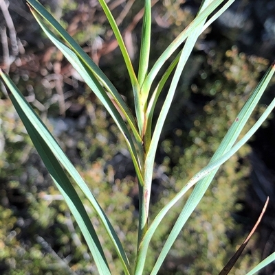 Stypandra glauca (Nodding Blue Lily) at Crowther, NSW - Yesterday by Frecko