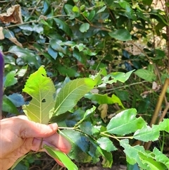 Cinnamomum oliveri at Upper Lansdowne, NSW - 26 Jun 2025 by Purschy