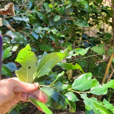 Cinnamomum oliveri at Upper Lansdowne, NSW - 26 Jun 2025 by Purschy
