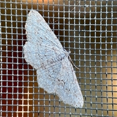 Psilosticha absorpta at Aranda, ACT - Yesterday by KMcCue