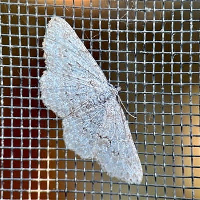 Psilosticha absorpta at Aranda, ACT - Yesterday by KMcCue