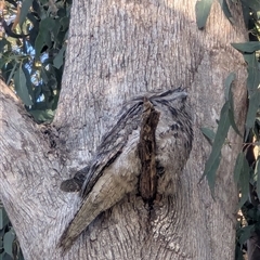 Podargus strigoides at Mount Annan, NSW - Yesterday by MandyandScott