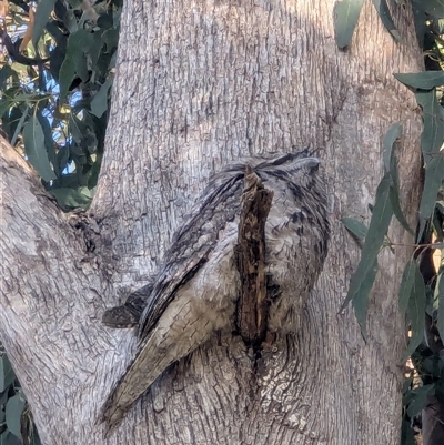 Podargus strigoides at Mount Annan, NSW - Yesterday by MandyandScott