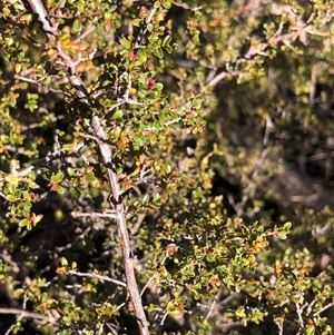 Pseudanthus divaricatissimus (Tangled Pseudanthus) at Crowther, NSW - Today by Frecko