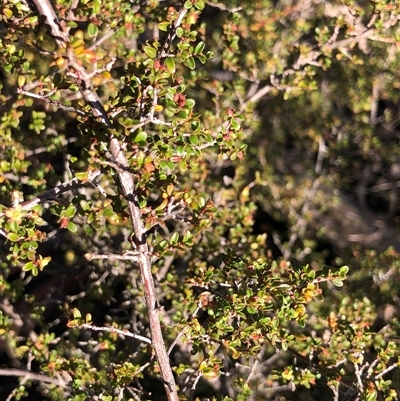 Pseudanthus divaricatissimus (Tangled Pseudanthus) at Crowther, NSW - Yesterday by Frecko