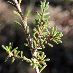 Calytrix tetragona (Common Fringe-myrtle) at Crowther, NSW - Yesterday by Frecko