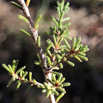 Calytrix tetragona (Common Fringe-myrtle) at Crowther, NSW - Yesterday by Frecko