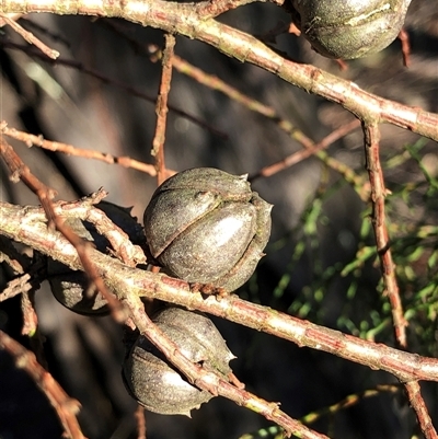 Callitris endlicheri (Black Cypress Pine) at Crowther, NSW - Yesterday by Frecko