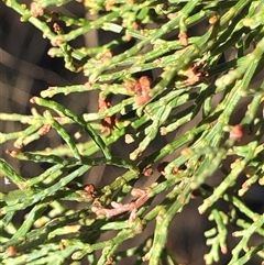 Callitris endlicheri at Crowther, NSW - 6 Jul 2025 07:57 AM