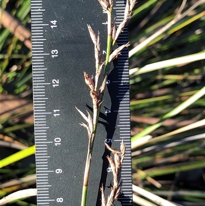 Lepidosperma laterale (Variable Sword Sedge) at Crowther, NSW - Yesterday by Frecko