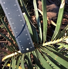 Macrozamia secunda at Crowther, NSW - Today by Frecko