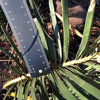 Macrozamia secunda at Crowther, NSW - Today by Frecko