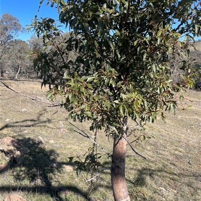 Brachychiton populneus (Kurrajong) at Cavan, NSW - 2 Aug 2024 by JaneR