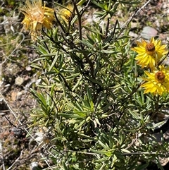 Xerochrysum viscosum (Sticky Everlasting) at Cavan, NSW - 2 Aug 2024 by JaneR