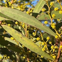 Acacia rubida (Red-stemmed Wattle, Red-leaved Wattle) at Cavan, NSW - 2 Aug 2024 by JaneR