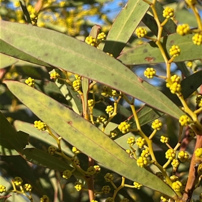 Acacia rubida (Red-stemmed Wattle, Red-leaved Wattle) at Cavan, NSW - 2 Aug 2024 by JaneR