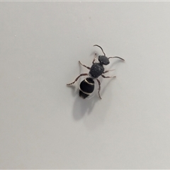 Unverified Other insect at Coogee, NSW - Yesterday by andy999