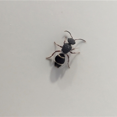 Unverified Other insect at Coogee, NSW - Yesterday by andy999