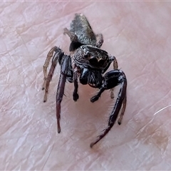 Opisthoncus sp. (genus) (Opisthoncus jumping spider) at Coogee, NSW - Yesterday by andy999