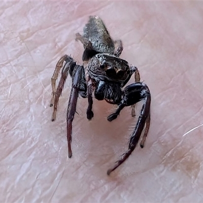 Opisthoncus sp. (genus) (Opisthoncus jumping spider) at Coogee, NSW - Yesterday by andy999