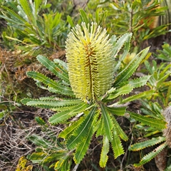 Banksia serrata (Saw Banksia) at Evans Head, NSW - 6 Jul 2025 by MatthewFrawley